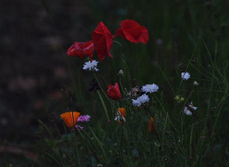 wildflowers
